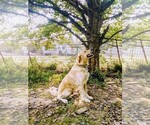 Small Photo #2 Golden Pyrenees Puppy For Sale in BOLES, AR, USA