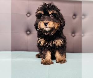 Bernedoodle (Miniature) Puppy for sale in CINCINNATI, OH, USA