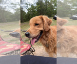 Small Photo #1 Golden Retriever Puppy For Sale in STARKVILLE, MS, USA