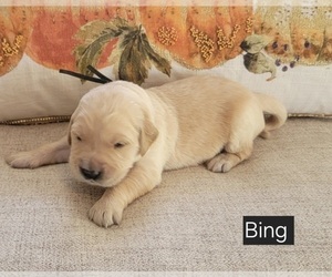 Medium Golden Retriever