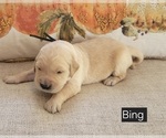 Puppy Crosby Golden Retriever