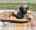 Small Photo #2 Irish Wolfhound-Poodle (Standard) Mix Puppy For Sale in OMAHA, AR, USA