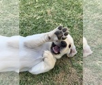 Small Photo #7 Labrador Retriever Puppy For Sale in MESA, AZ, USA