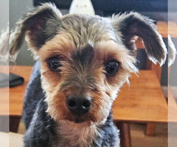 Medium Photo #6 Mutt Puppy For Sale in Arlington, VA, USA