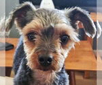 Small #5 Mutt