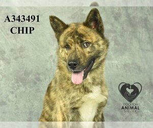 Dutch Shepherd -Unknown Mix Dogs for adoption in Stockton, CA, USA