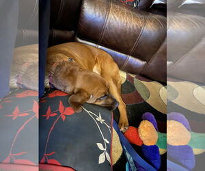 Merida - Female Redbone Coonhound-Unknown Mix Dog for Adoption - Photo #4
