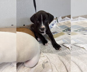 Labrador Retriever-Unknown Mix Dogs for adoption in Sanford, FL, USA