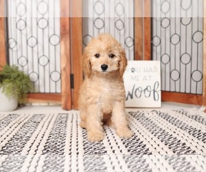 Cavapoo Puppy for sale in NAPLES, FL, USA