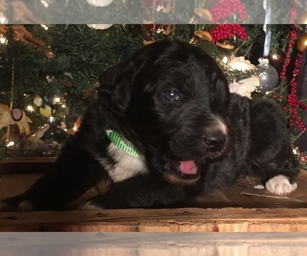 Medium Photo #7 F2 Aussiedoodle Puppy For Sale in ARBA, IN, USA