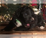Small #6 F2 Aussiedoodle