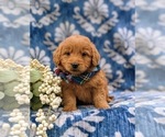 Small Photo #2 Goldendoodle (Miniature) Puppy For Sale in QUARRYVILLE, PA, USA