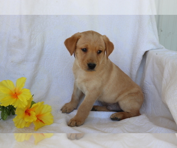 Medium Photo #2 Labrador Retriever Puppy For Sale in SHILOH, OH, USA