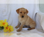 Small Photo #2 Labrador Retriever Puppy For Sale in SHILOH, OH, USA