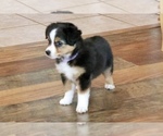 Puppy Purple Miniature Australian Shepherd