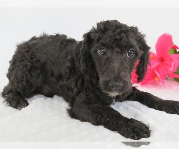 Medium Photo #4 Poodle (Miniature) Puppy For Sale in SHILOH, OH, USA
