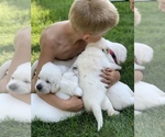 Small Photo #9 Labrador Retriever Puppy For Sale in RANDOLPH, WI, USA