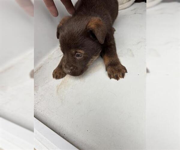 Medium Photo #1 German Shepherd Dog-Unknown Mix Puppy For Sale in Houston, TX, USA