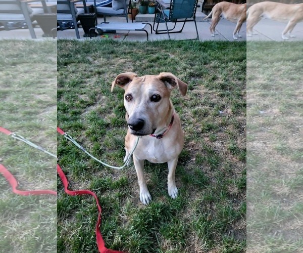 Medium Photo #4 American Pit Bull Terrier-Labrador Retriever Mix Puppy For Sale in Sandy, UT, USA