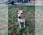 Small #3 American Pit Bull Terrier-Labrador Retriever Mix