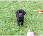 Eloise - Female Labrador Retriever Puppy for Sale - Photo #6