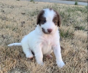 Labradoodle Puppy for sale in DALLAS, GA, USA