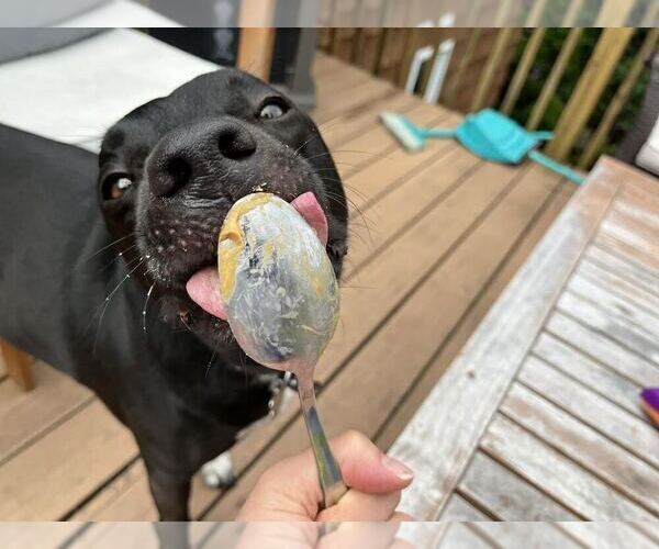 Medium Photo #3 Labrador Retriever-Unknown Mix Puppy For Sale in Elmsford, NY, USA