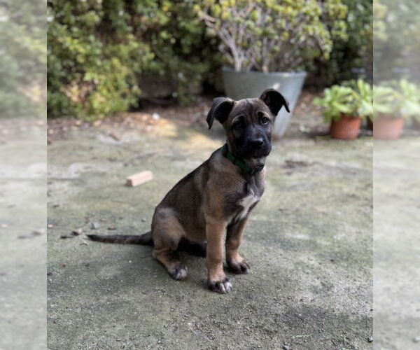 Medium Photo #1 Mastiff-Unknown Mix Puppy For Sale in Santa Cruz, CA, USA