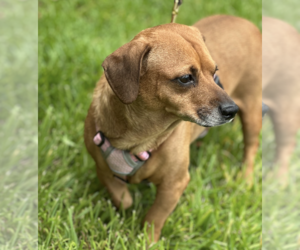 Maple - Female Dachshund-Unknown Mix Dog for Adoption - Photo #6