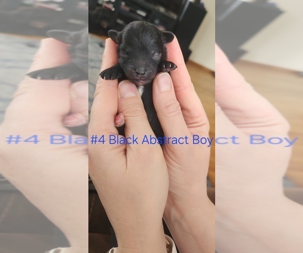 Medium Photo #4 Poodle (Toy) Puppy For Sale in MORRISON, CO, USA