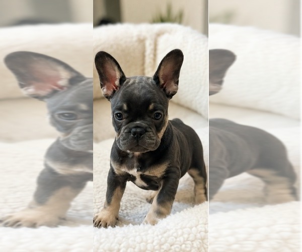 Medium Photo #4 French Bulldog Puppy For Sale in LAWRENCEVILLE, GA, USA