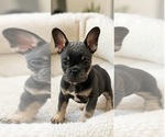Small #3 French Bulldog