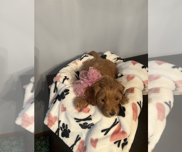 Medium Photo #1 Goldendoodle (Miniature) Puppy For Sale in LOVES PARK, IL, USA