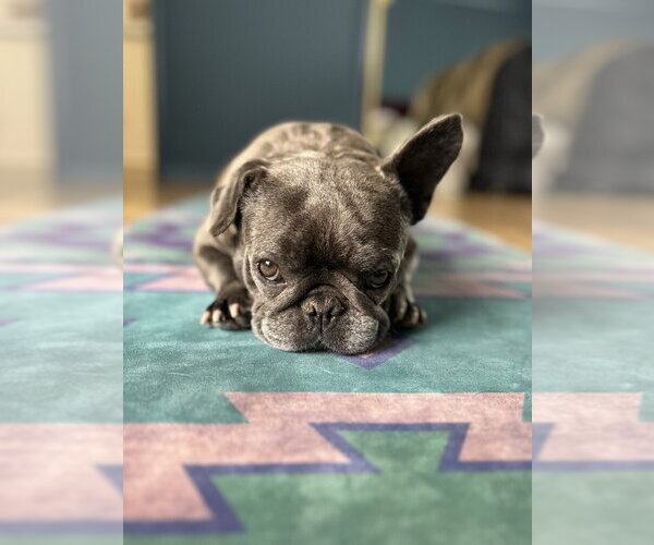 Medium Photo #4 French Bulldog Puppy For Sale in Marina Del Rey, CA, USA