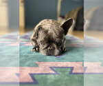 Small #3 French Bulldog