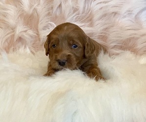 Goldendoodle-Poodle (Toy) Mix Puppy for sale in SURPRISE, AZ, USA
