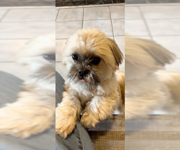 Medium Photo #1 Shih Tzu Puppy For Sale in Weston, FL, USA
