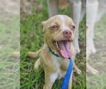 Small #2 Chihuahua Mix