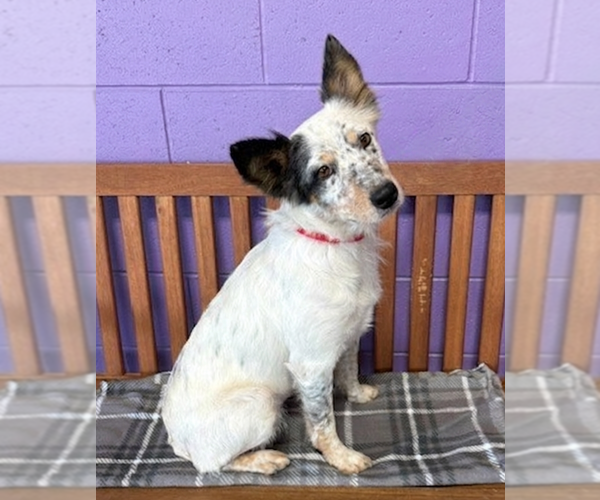 Medium Photo #2 Australian Shepherd-Unknown Mix Puppy For Sale in Genesee, WI, USA