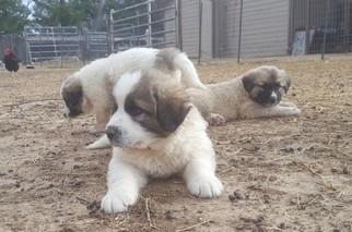 Anatolian Shepherd Puppy for sale in CAMPBELL, TX, USA