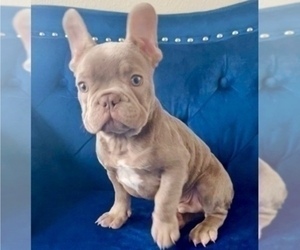 French Bulldog Puppy for sale in NEWPORT BEACH, CA, USA