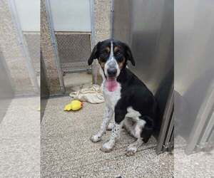 Mutt Dogs for adoption in Martinsburg, WV, USA