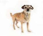 Small #3 Mutt