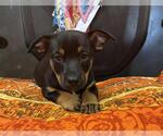 Small German Shepherd Dog Mix