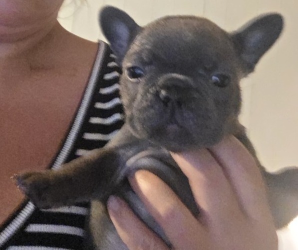 Medium Photo #5 French Bulldog Puppy For Sale in DUNNVILLE, KY, USA