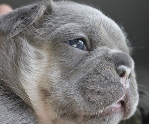 Medium French Bulldog