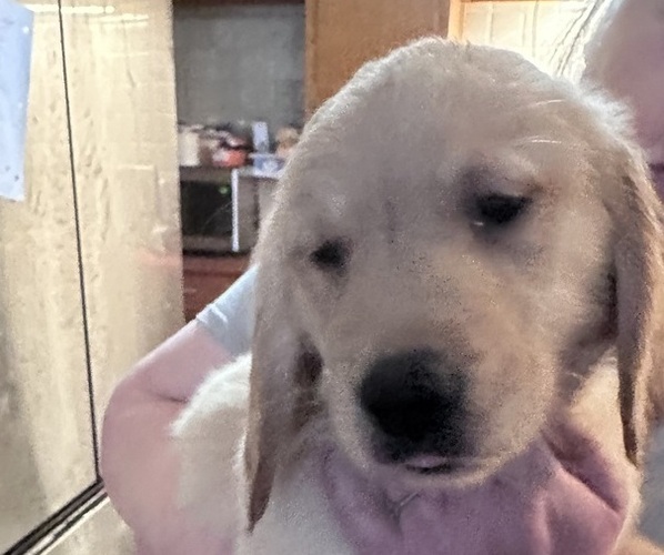 Medium Photo #1 Golden Retriever Puppy For Sale in CLARKSBURG, WV, USA
