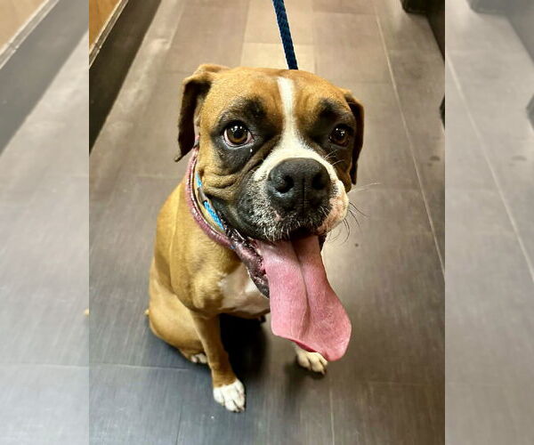 Medium Photo #2 Boxer Puppy For Sale in Dumont, NJ, USA