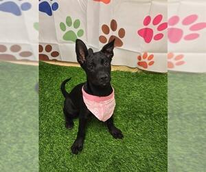 Australian Kelpie-Unknown Mix Dogs for adoption in Placerville, CA, USA
