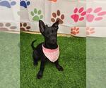 RIZZO - Female Australian Kelpie-Unknown Mix Dog for Adoption - Small photo